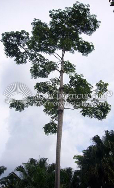 Sterculia foetida